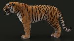 Bengal Tiger 3D Model Online | Animal 3D Model Online