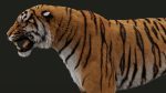 Bengal Tiger 3D Model Online | Animal 3D Model Online