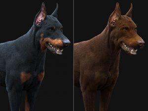 Dobermann 3D Model Online | Animal 3D Model Online