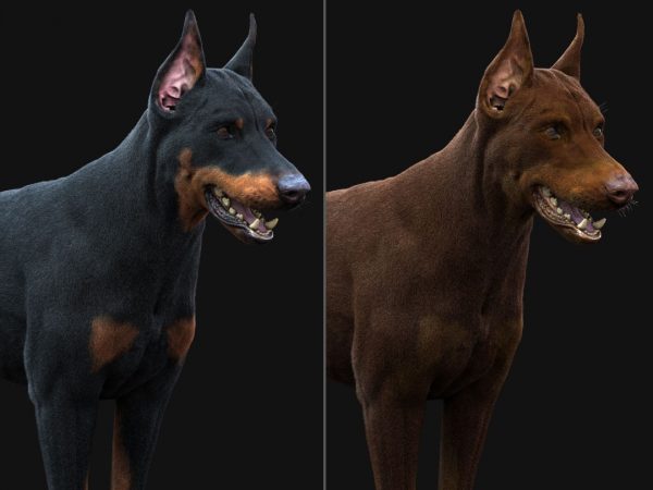 Dobermann 3D Model Online | Animal 3D Model Online
