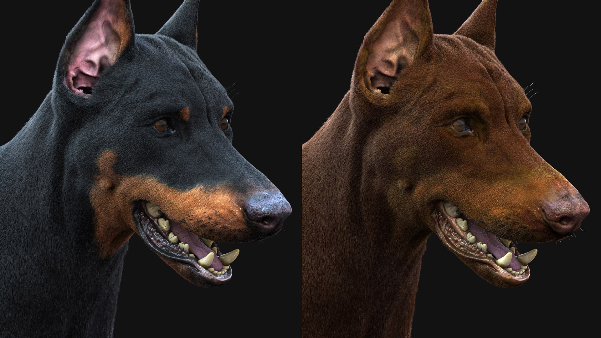 Buy Dobermann (FUR) 3D Models Online | Massimo Righi