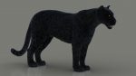 Black Jaguar 3D Model Online | Animal 3D Model Online