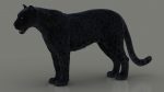 Black Jaguar 3D Model Online | Animal 3D Model Online