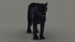Black Jaguar 3D Model Online | Animal 3D Model Online