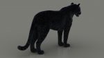 Black Jaguar 3D Model Online | Animal 3D Model Online