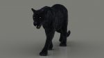 Black Jaguar 3D Model Online | Animal 3D Model Online