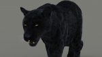Black Jaguar 3D Model Online | Animal 3D Model Online