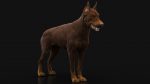 Dobermann 3D Model Online | Animal 3D Model Online