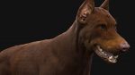 Dobermann 3D Model Online | Animal 3D Model Online