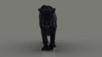 Black Jaguar 3D Model Online | Animal 3D Model Online