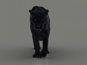 Black Jaguar 3D Model Online | Animal 3D Model Online