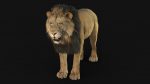 Lion 3D Model Online | Animal 3D Model Online