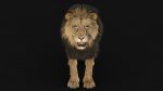 Lion 3D Model Online | Animal 3D Model Online