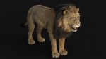Lion 3D Model Online | Animal 3D Model Online