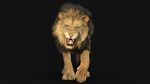 Lion 3D Model Online | Animal 3D Model Online