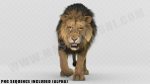 Lion 3D Model Online | Animal 3D Model Online