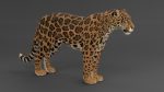Jaguar 3D Model Online | Animal 3D Model Online