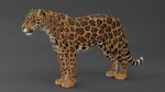 Jaguar 3D Model Online | Animal 3D Model Online