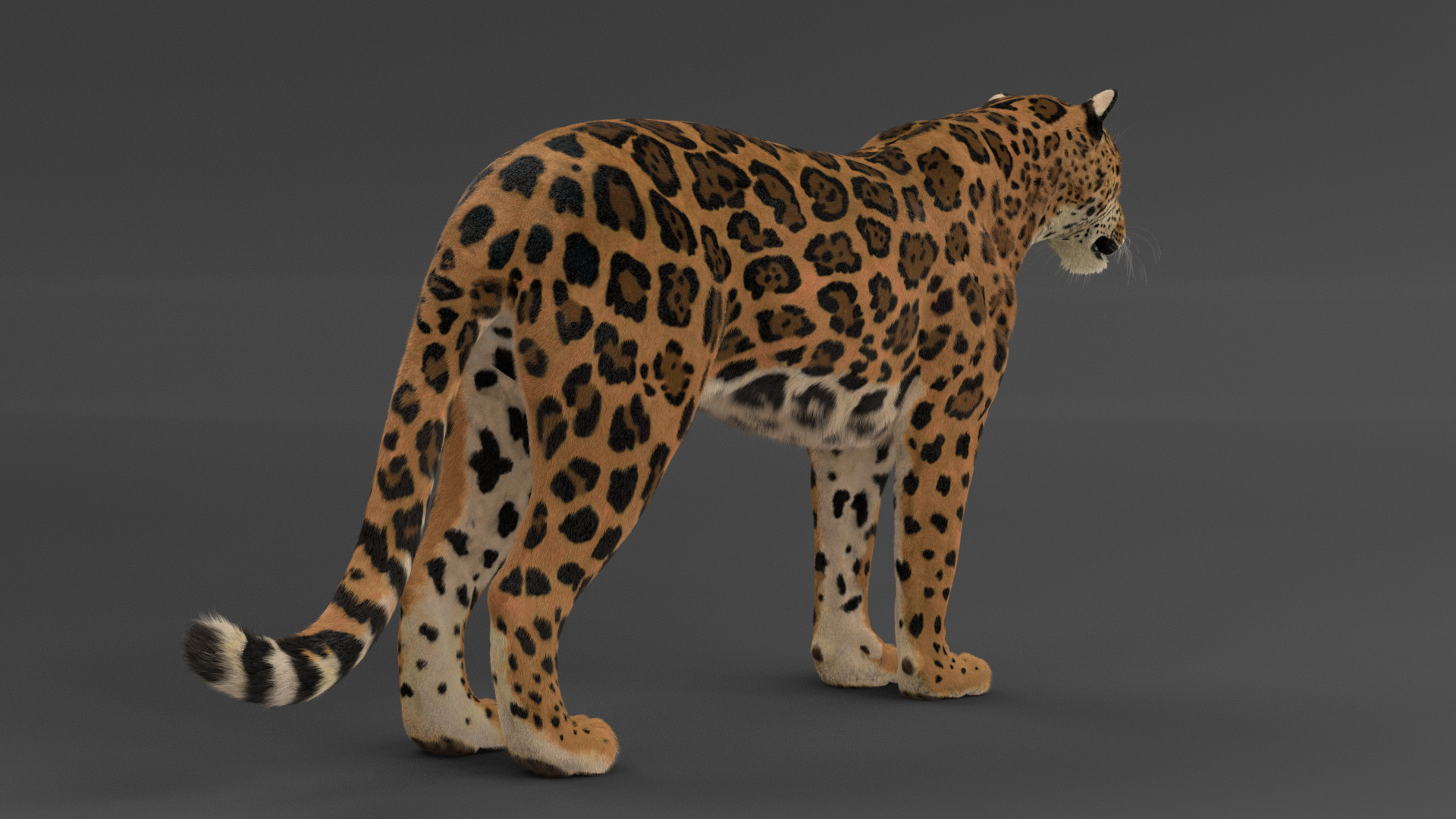 Jaguar (FUR) (ANIMATED) - Massimo Righi