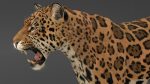 Jaguar 3D Model Online | Animal 3D Model Online