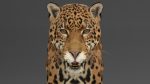 Jaguar 3D Model Online | Animal 3D Model Online