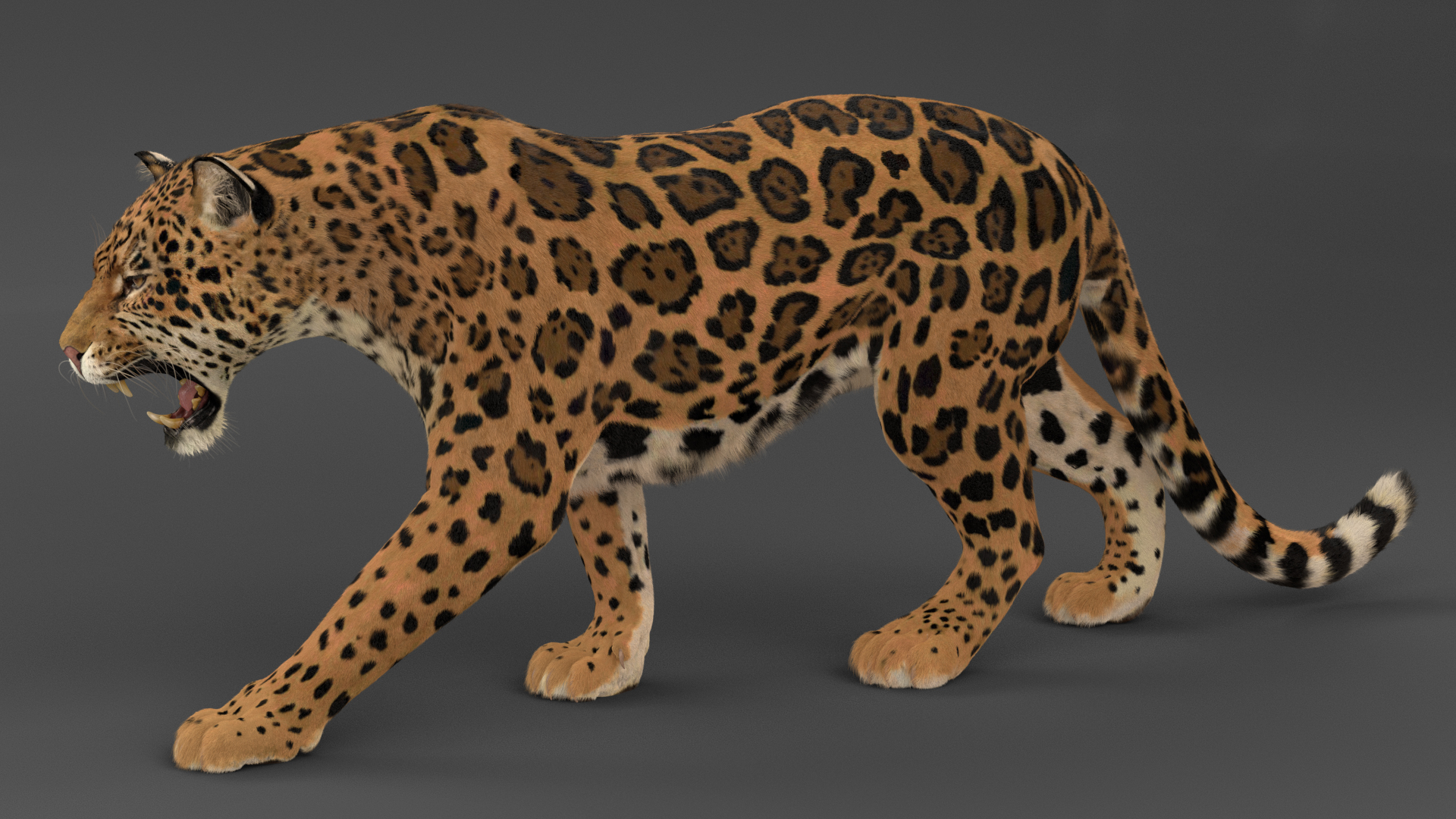 Jaguar (FUR) (ANIMATED) - Massimo Righi
