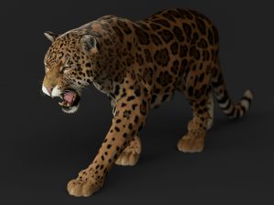 Jaguar 3D Model Online | Animal 3D Model Online