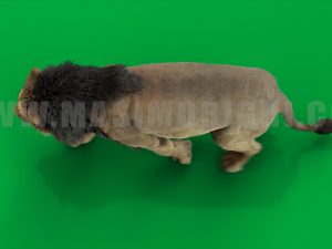 Lion 3D Model Online | Animal 3D Model Online