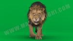 Lion 3D Model Online | Animal 3D Model Online
