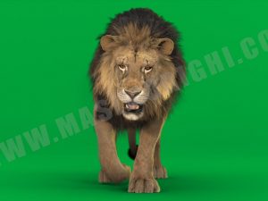 Lion 3D Model Online | Animal 3D Model Online