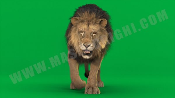 Lion 3D Model Online | Animal 3D Model Online