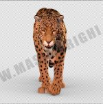 Jaguar 3D Model Online | Animal 3D Model Online