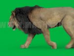 Lion 3D Model Online | Animal 3D Model Online