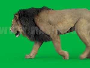 Lion 3D Model Online | Animal 3D Model Online
