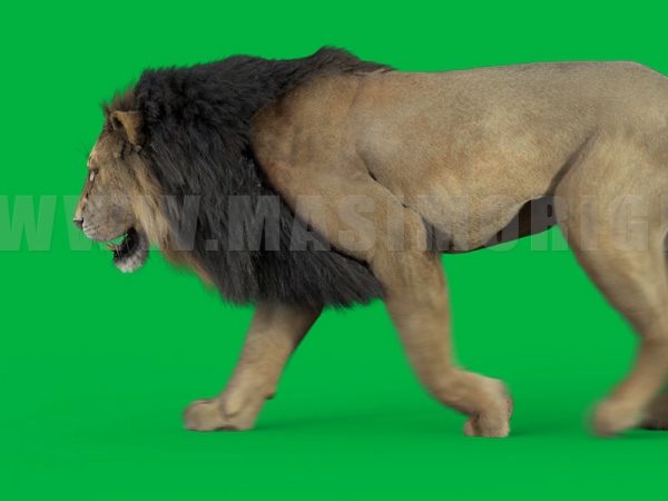 Lion 3D Model Online | Animal 3D Model Online
