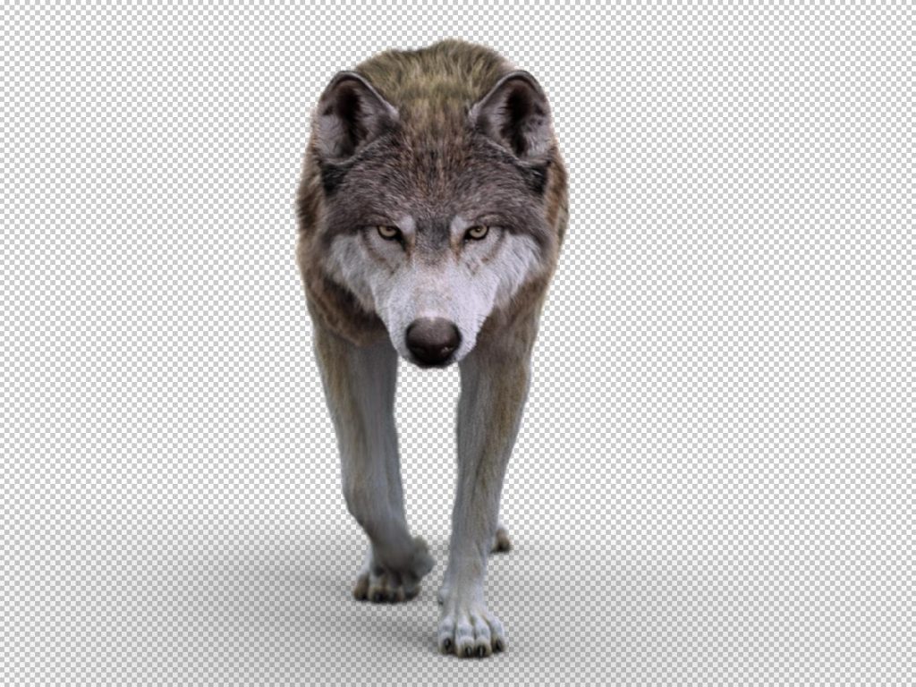 Arctic Wolf (RIGGED) (XGEN) 3D Models Online White wolf 3D models online
