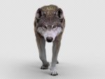 Wolf 3D Model Online | Animal 3D Model Online