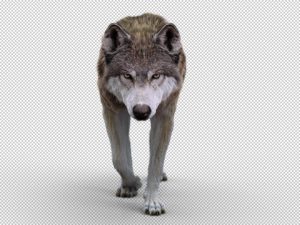 Wolf 3D Model Online | Animal 3D Model Online