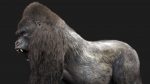 Gorilla 3D Model Online | Animal 3D Model Online
