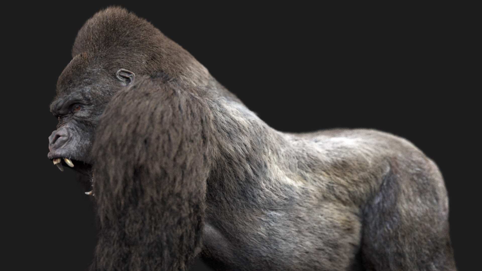 shaved gorilla shaved gorilla
