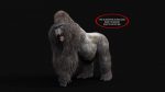 Gorilla 3D Model Online | Animal 3D Model Online