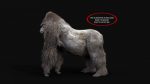 Gorilla 3D Model Online | Animal 3D Model Online