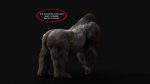 Gorilla 3D Model Online | Animal 3D Model Online