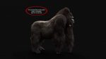 Gorilla 3D Model Online | Animal 3D Model Online