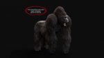 Gorilla 3D Model Online | Animal 3D Model Online