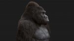 Gorilla 3D Model Online | Animal 3D Model Online