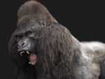 Gorilla 3D Model Online | Animal 3D Model Online