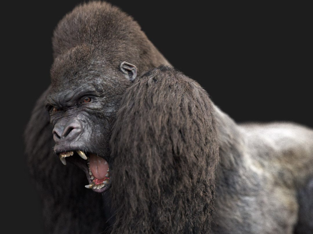 Gorilla 3D Model Online | Animal 3D Model Online
