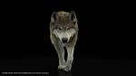 Wolf 3D Model Online | Buy Animal 3D Model Online