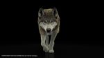 Wolf 3D Model Online | Buy Animal 3D Model Online
